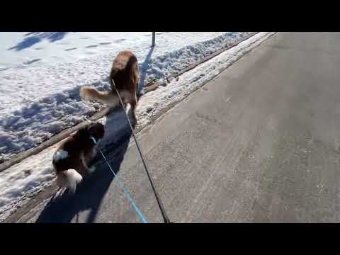 Hands Free Dog Walking Kit - $50